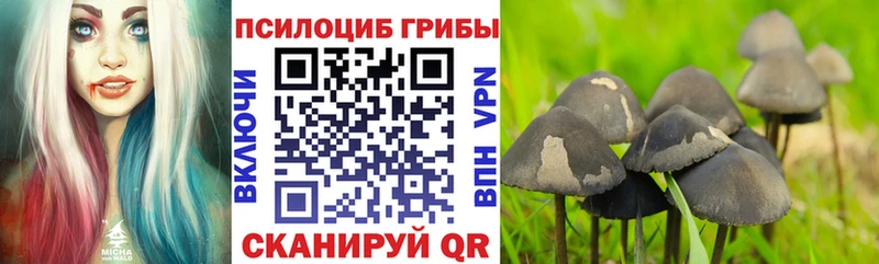Псилоцибиновые грибы Cubensis  Купить где  Грязовец 